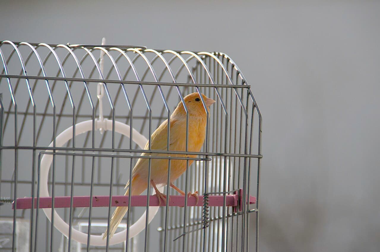 Orange canary perched in a cage, looking towards the camera