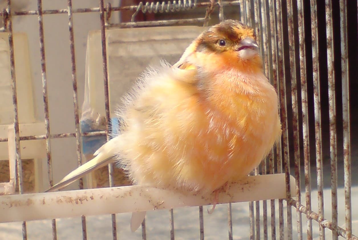 Crested orange canary sitting on a perch in a cage