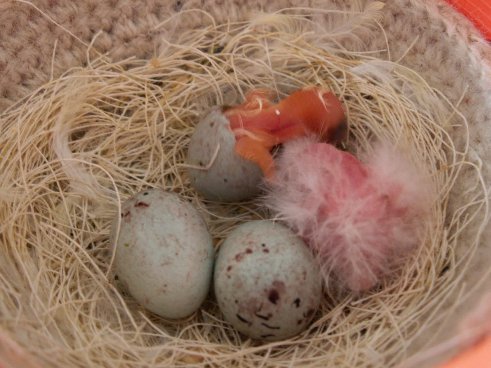 Canary nest with speckled eggs and a newly hatched chick