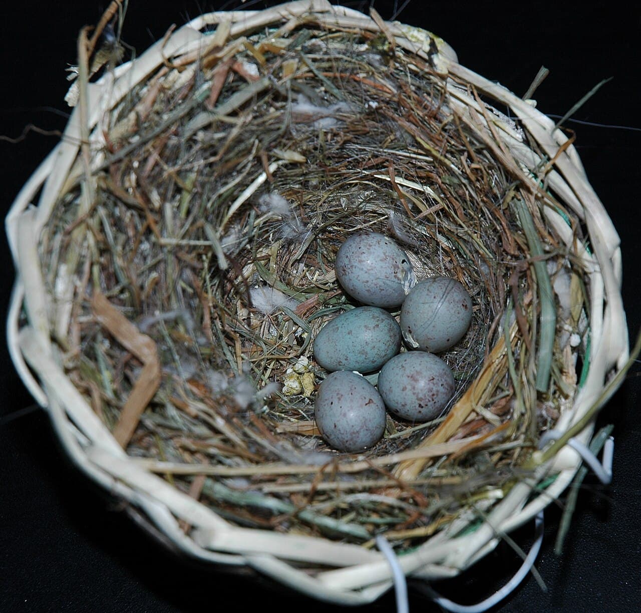 Five pale blue speckled canary eggs in a wicker nest lined with grass