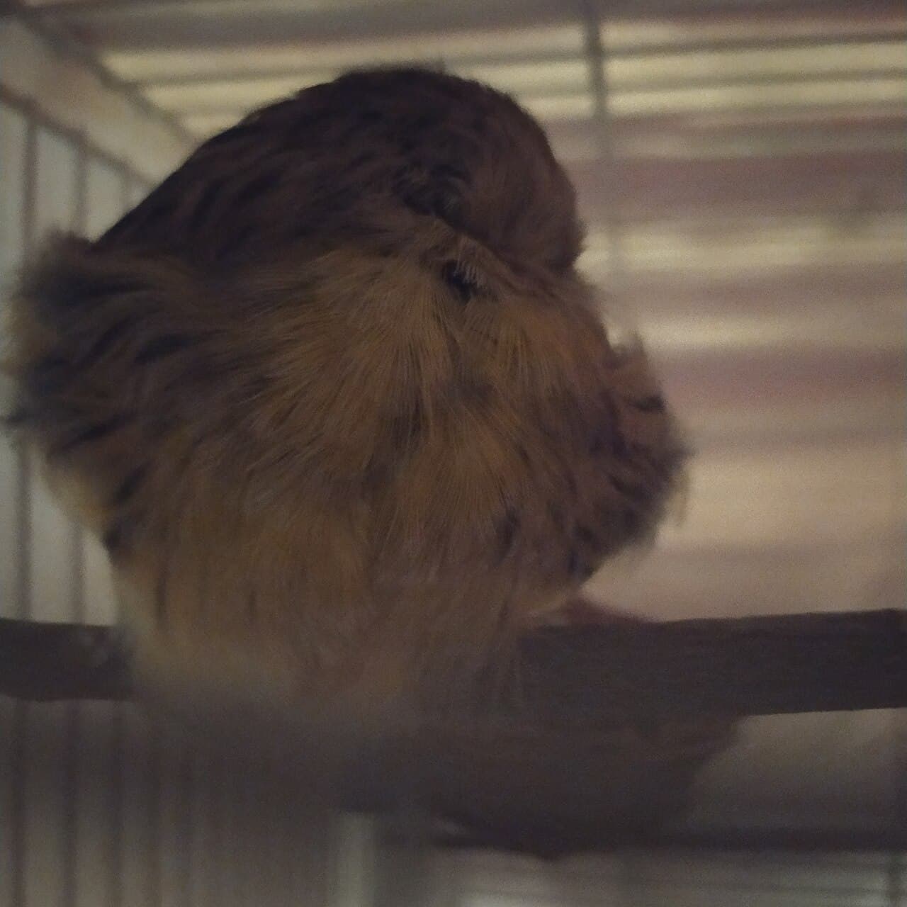 Domestic canary asleep on a perch with its feathers fluffed and head tucked in