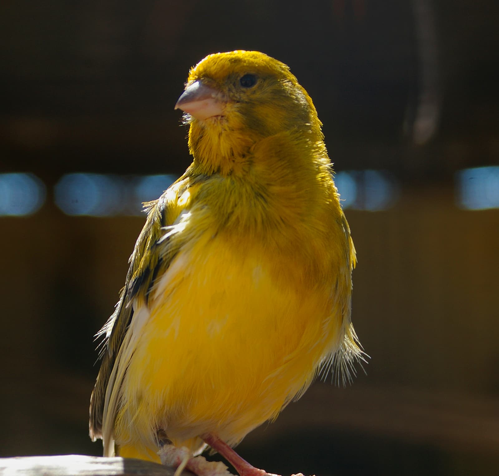 Yellow domestic canary perched in natural daylight in an aviary