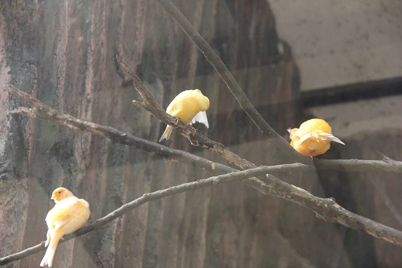 Three canaries perched on natural branches inside an enclosure