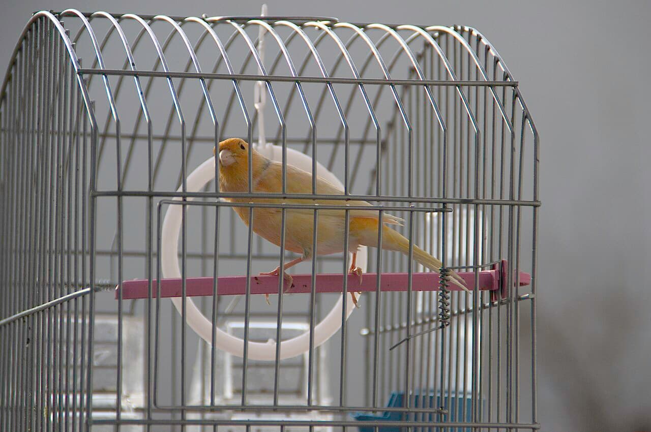 Orange canary on a perch in a dome-topped cage indoors