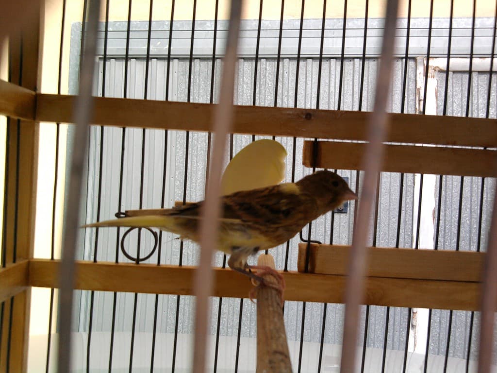 Canary perched inside a wooden-framed cage