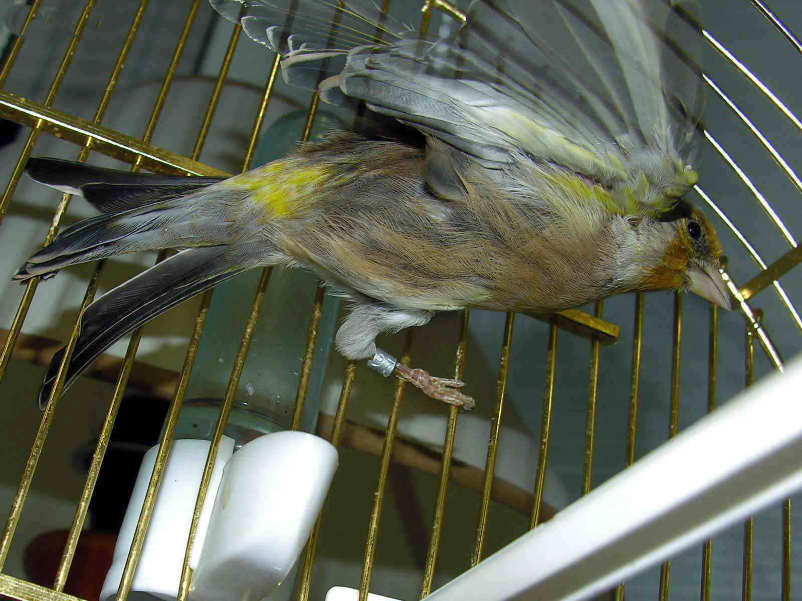 Variegated canary in a cage with its feathers ruffled and wings partly spread