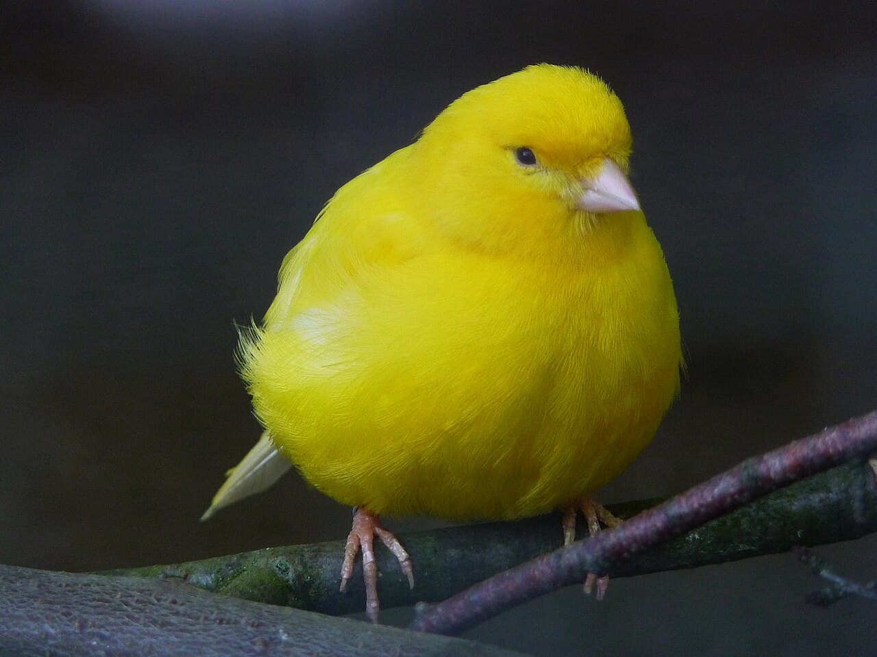 Bright yellow canary with smooth, tight plumage on a branch