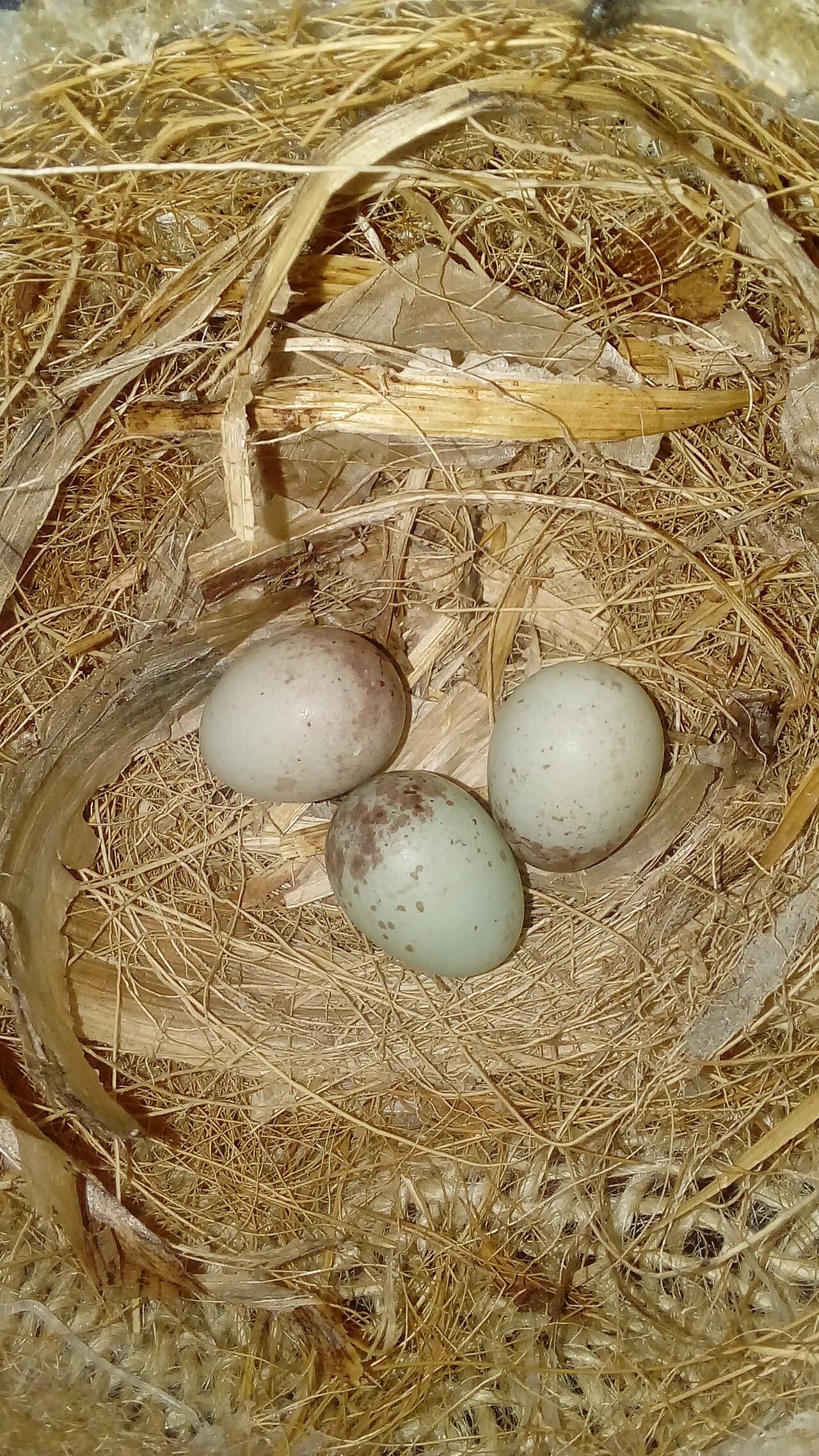 Three canary eggs in a nest