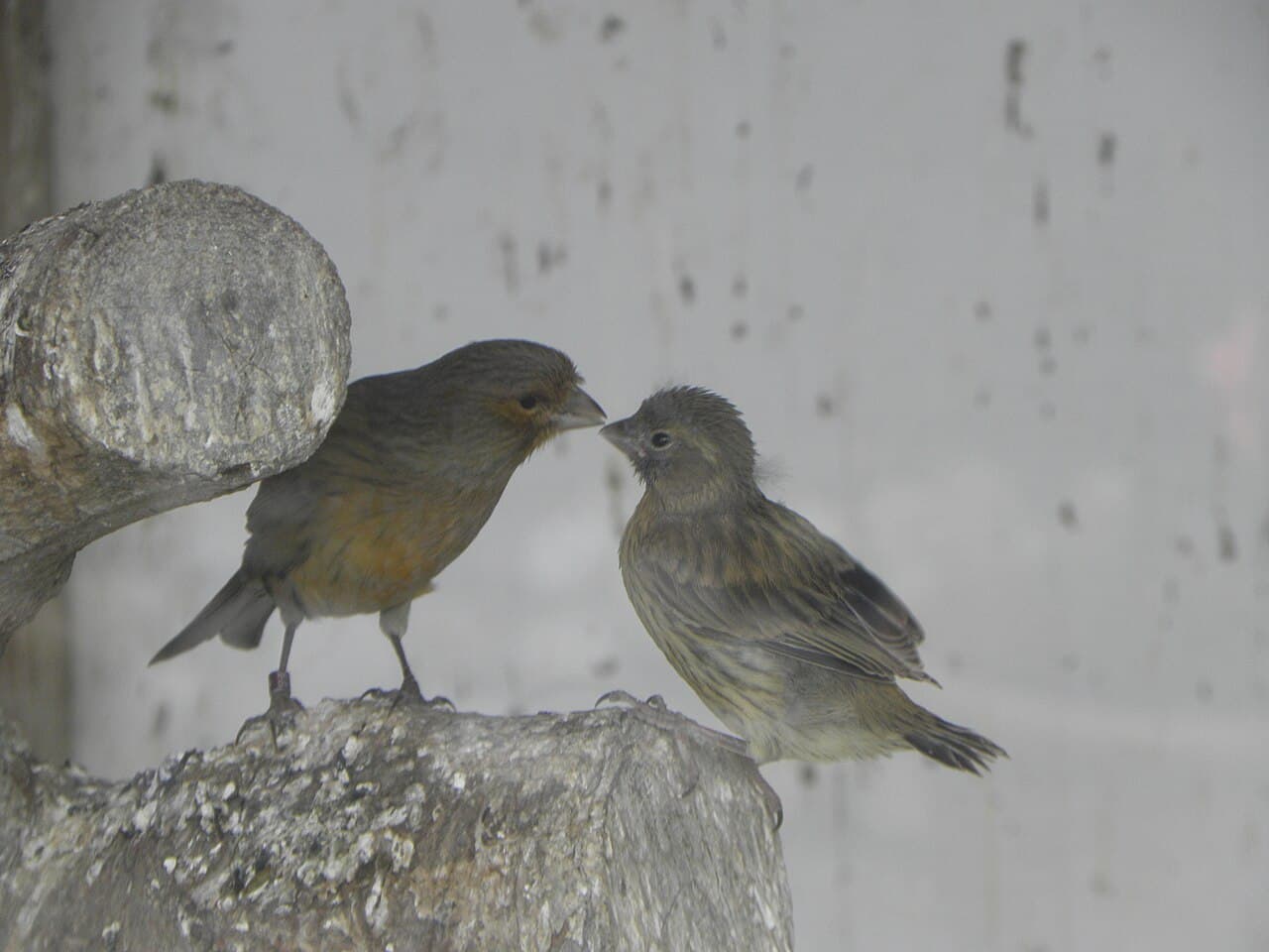 Two canaries facing each other beak to beak on a rocky perch