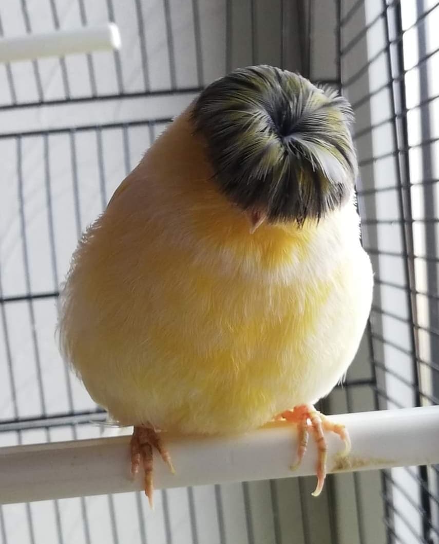 Variegated Gloster Corona canary with a round crest perched in a cage