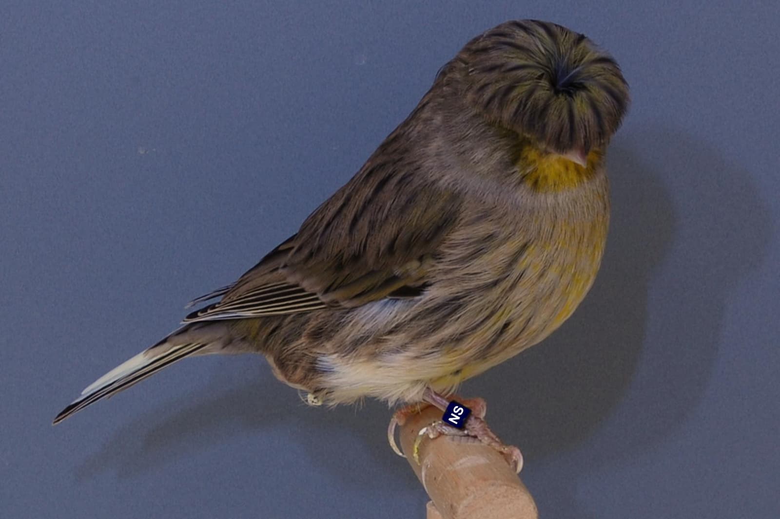 Dark-crested melanin Gloster Corona canary on a perch