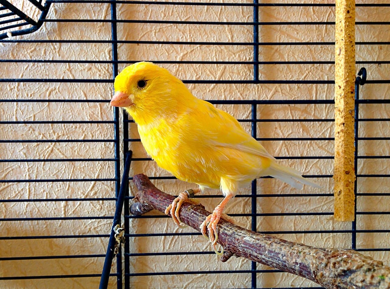 Yellow Harz Roller canary perched on a branch in a cage