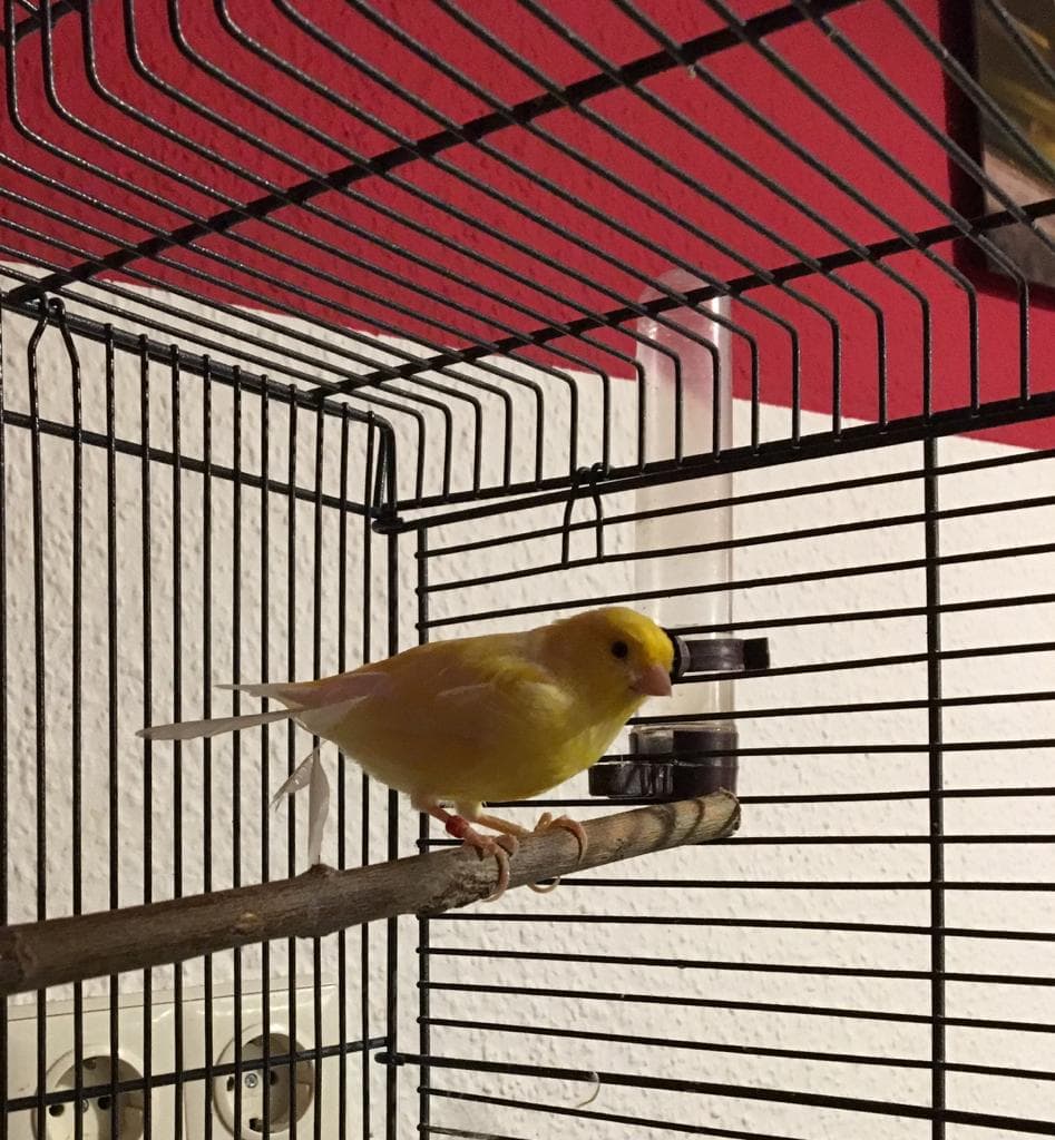 Harz Roller canary perched in a wire cage