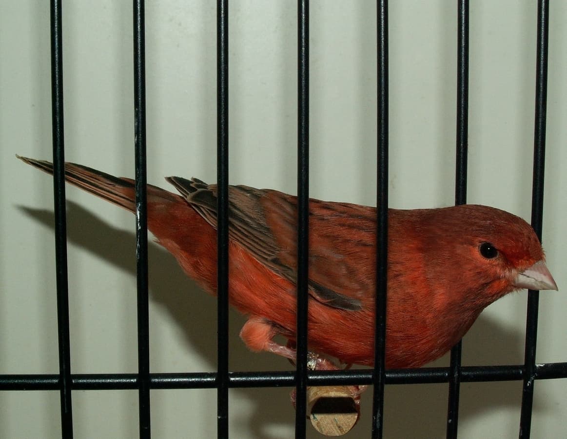 Dark red melanin red factor canary in a cage