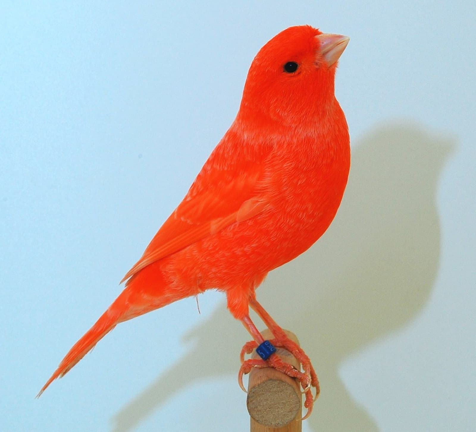 Red factor canary with frosted (non-intensive) red plumage on a perch