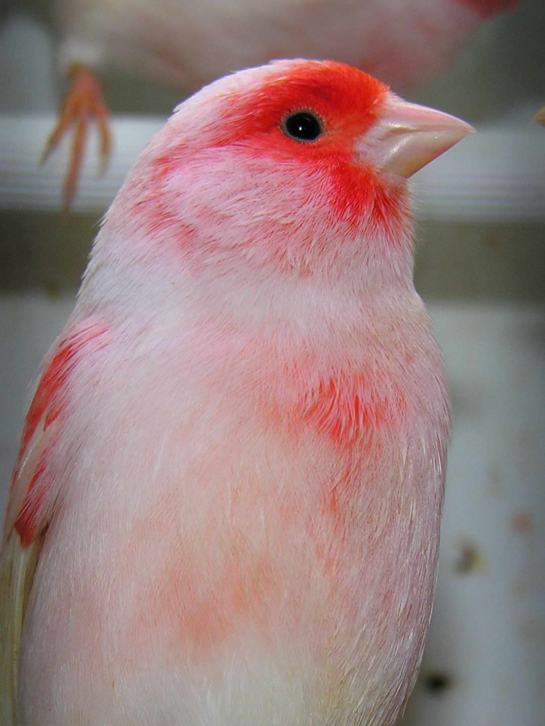 Pale canary with red mosaic markings on the face and wings