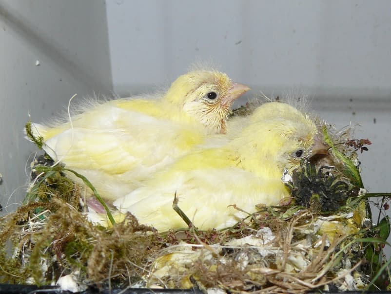 Young Fife Fancy canaries sitting in a nest